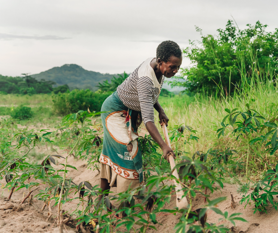 reforestation in Africa