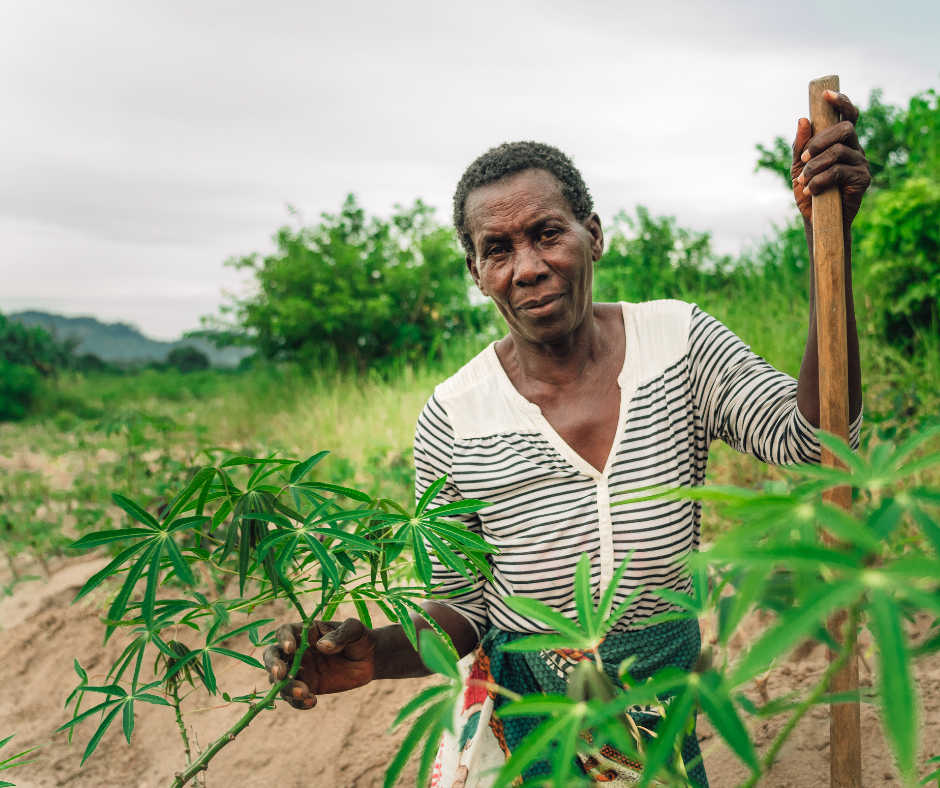 Reforestation in Africa