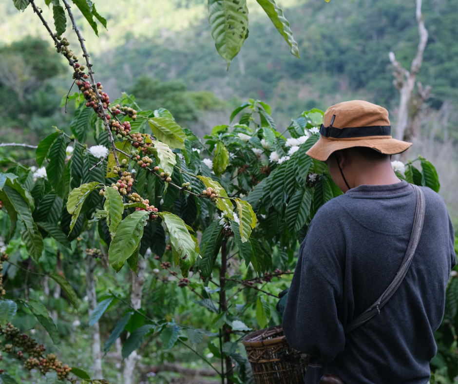 coffee plantations in Africa