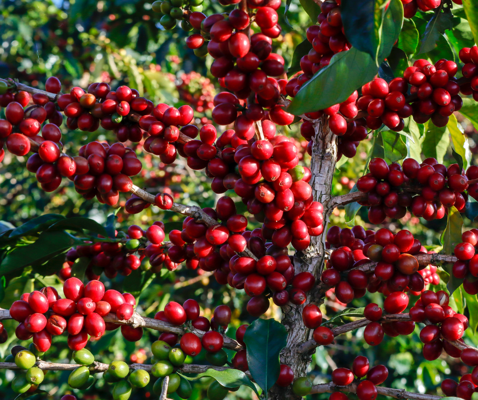 coffee plantations in Africa