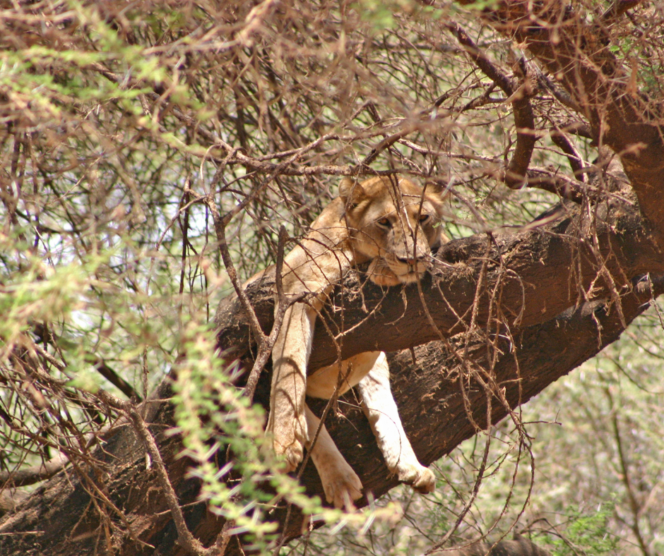 Lake Manyara