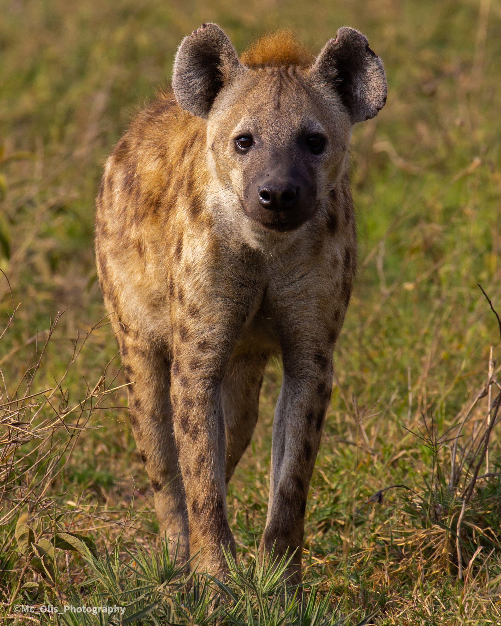 tanzania tour company