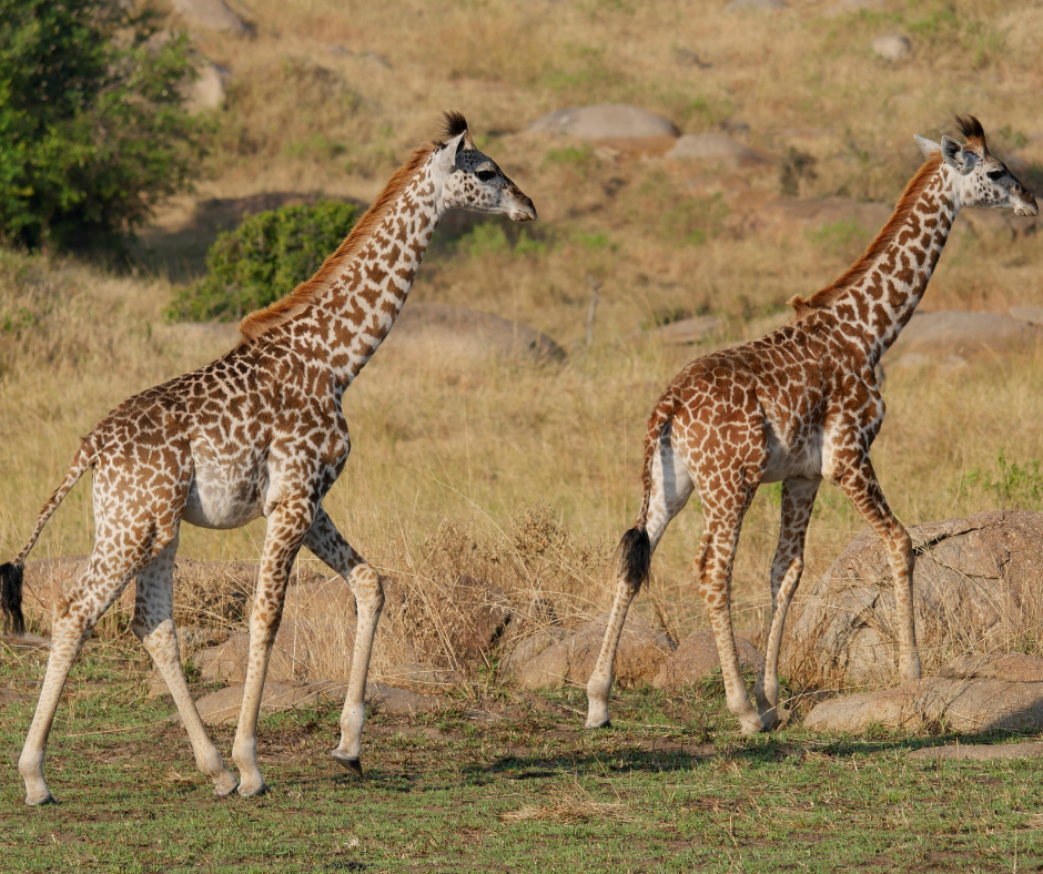 Serengeti National Park