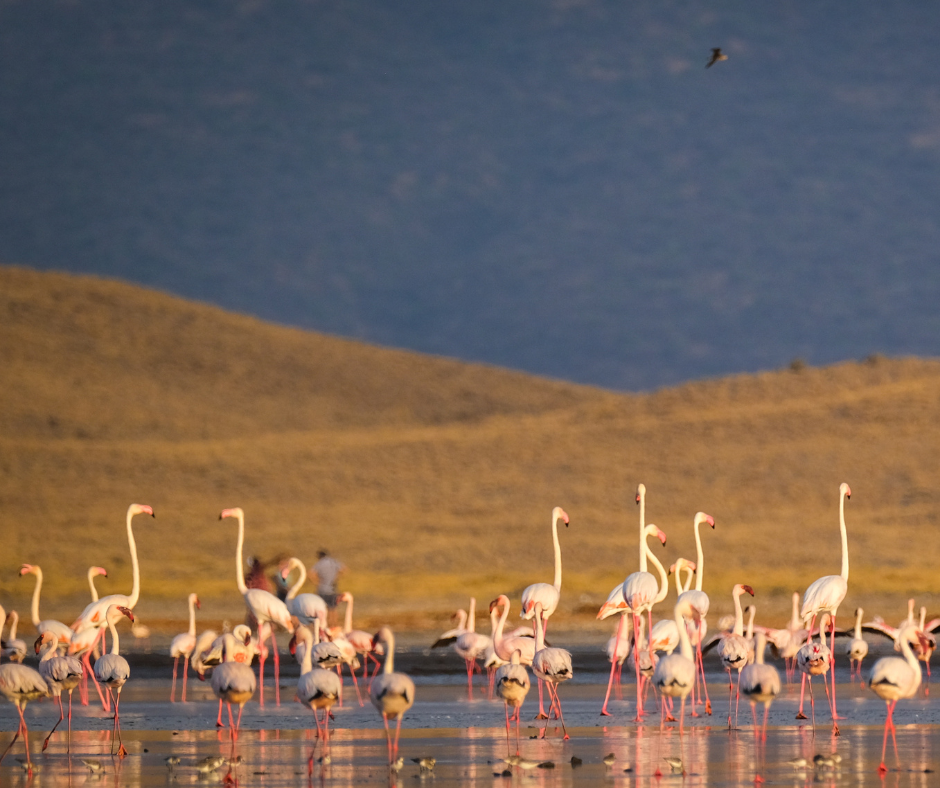 Lake Natron