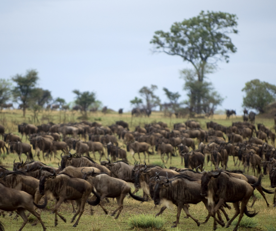 Serengeti National Park