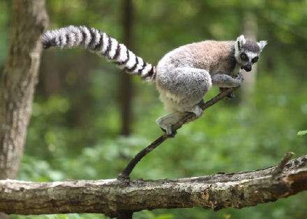 Ring-tailed lemur perched on a tree branch in a forest. It has gray fur, a black and white striped tail, and is looking to the right.