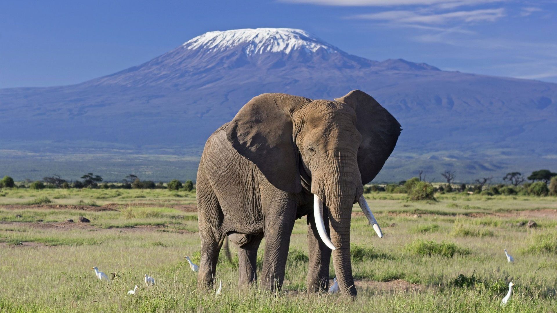 Mt Kilimanaro - land of elephant