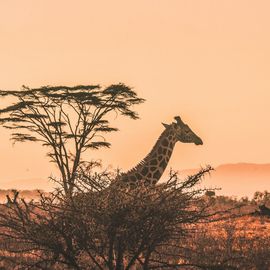 Giraffe peeking from behind a tree in a savanna landscape under an orange sky.