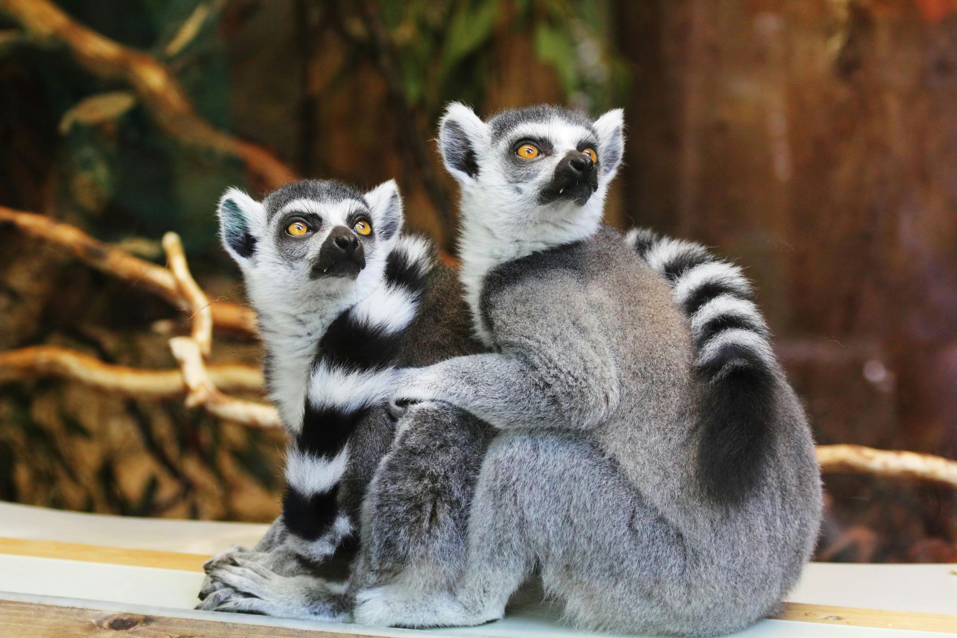 Two ring-tailed lemurs sit huddled together, one with an arm around the other. Both have black and white striped tails.