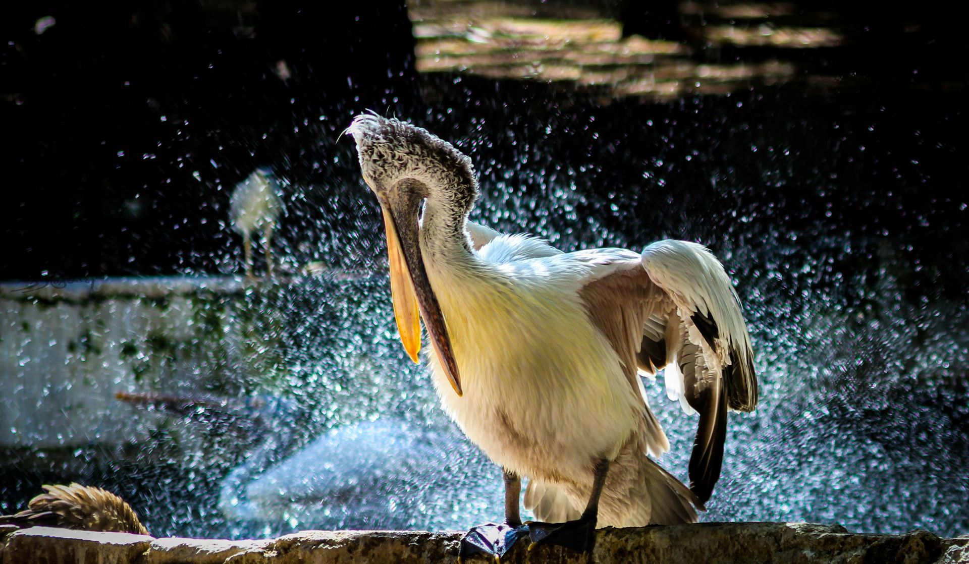 A pelican shakes water off its body, with water droplets in the air. The bird is mostly white and tan, near a stone wall.