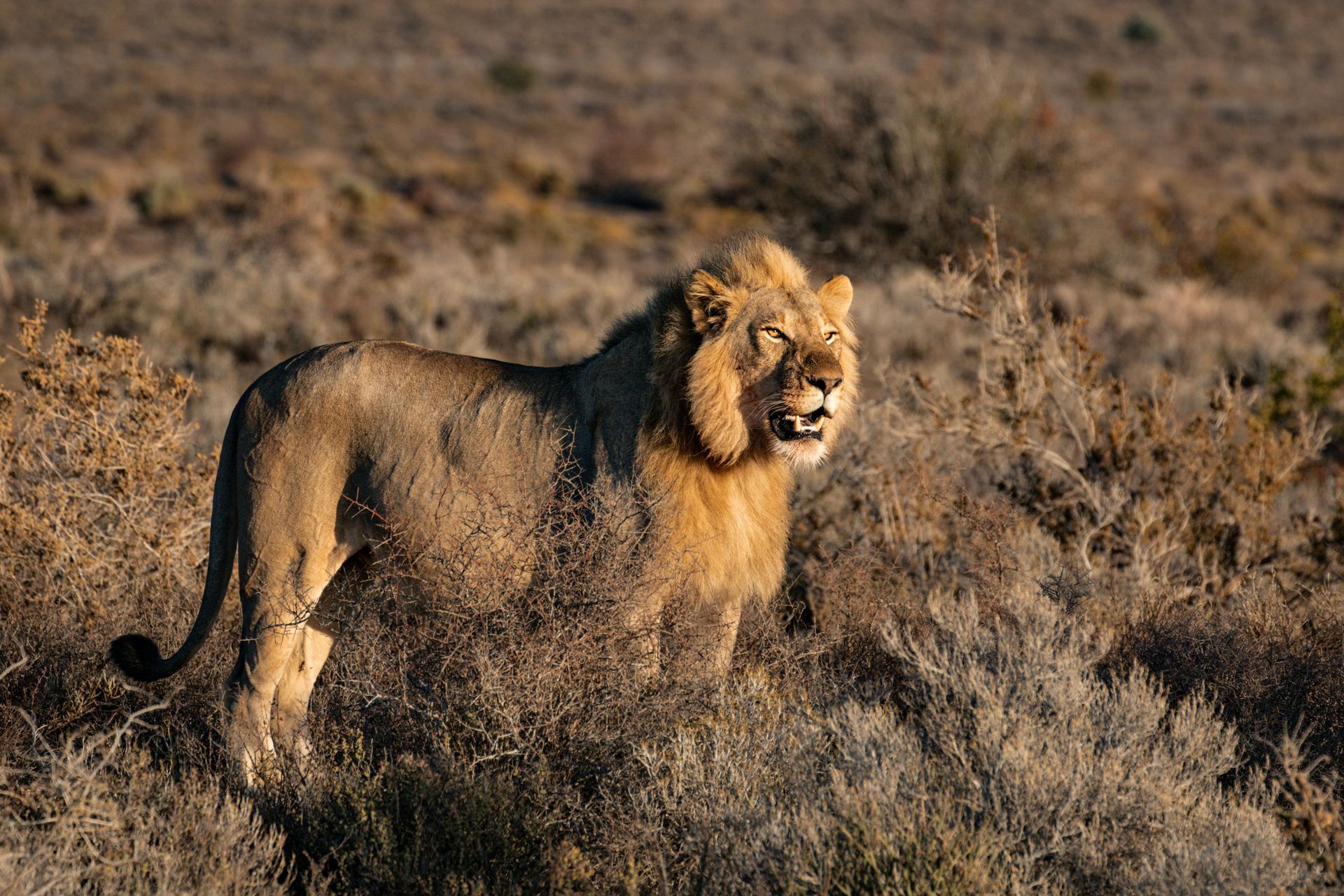 Lion stands in dry, brown savanna .