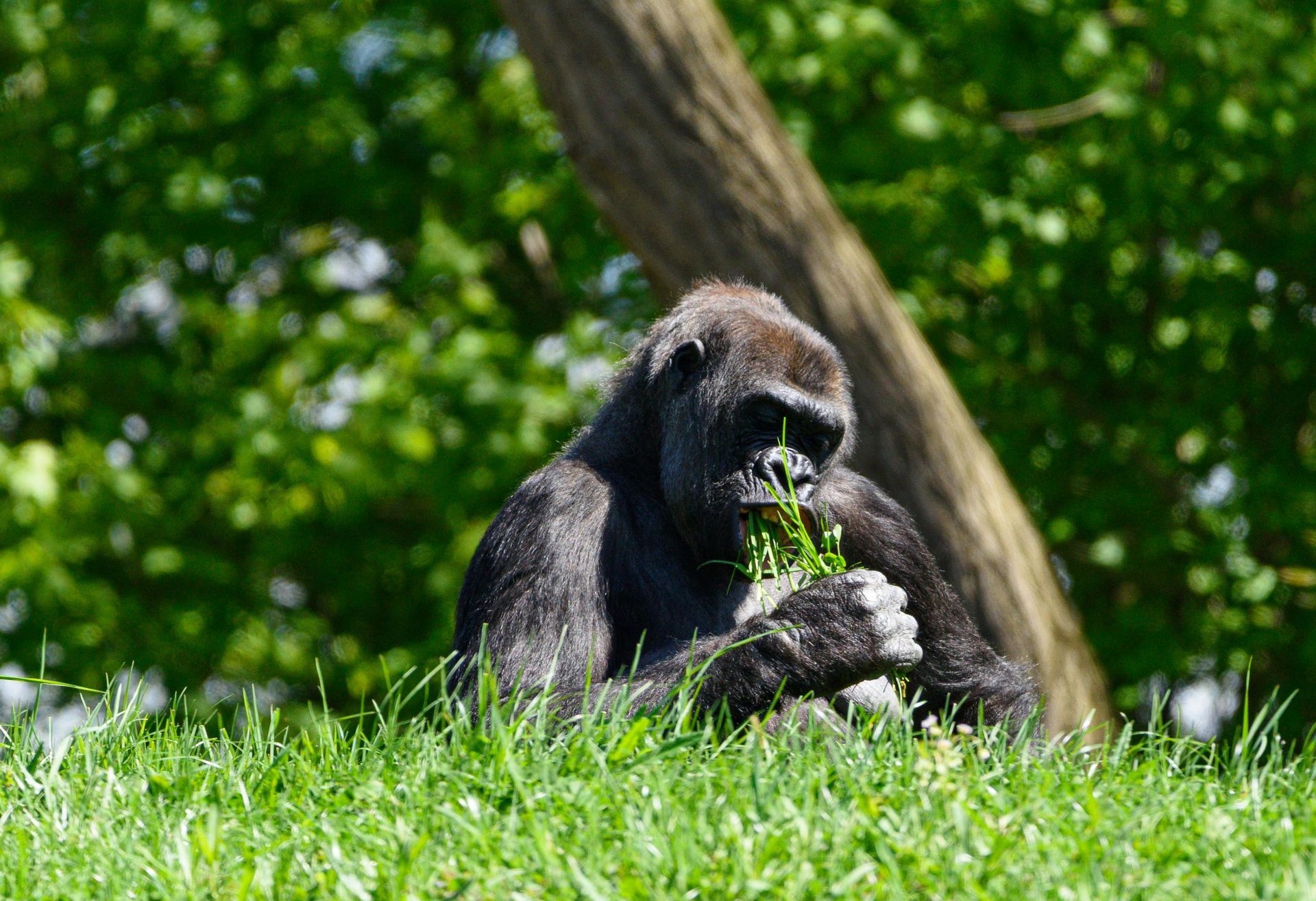 Gorilla eating grass in Rwanda