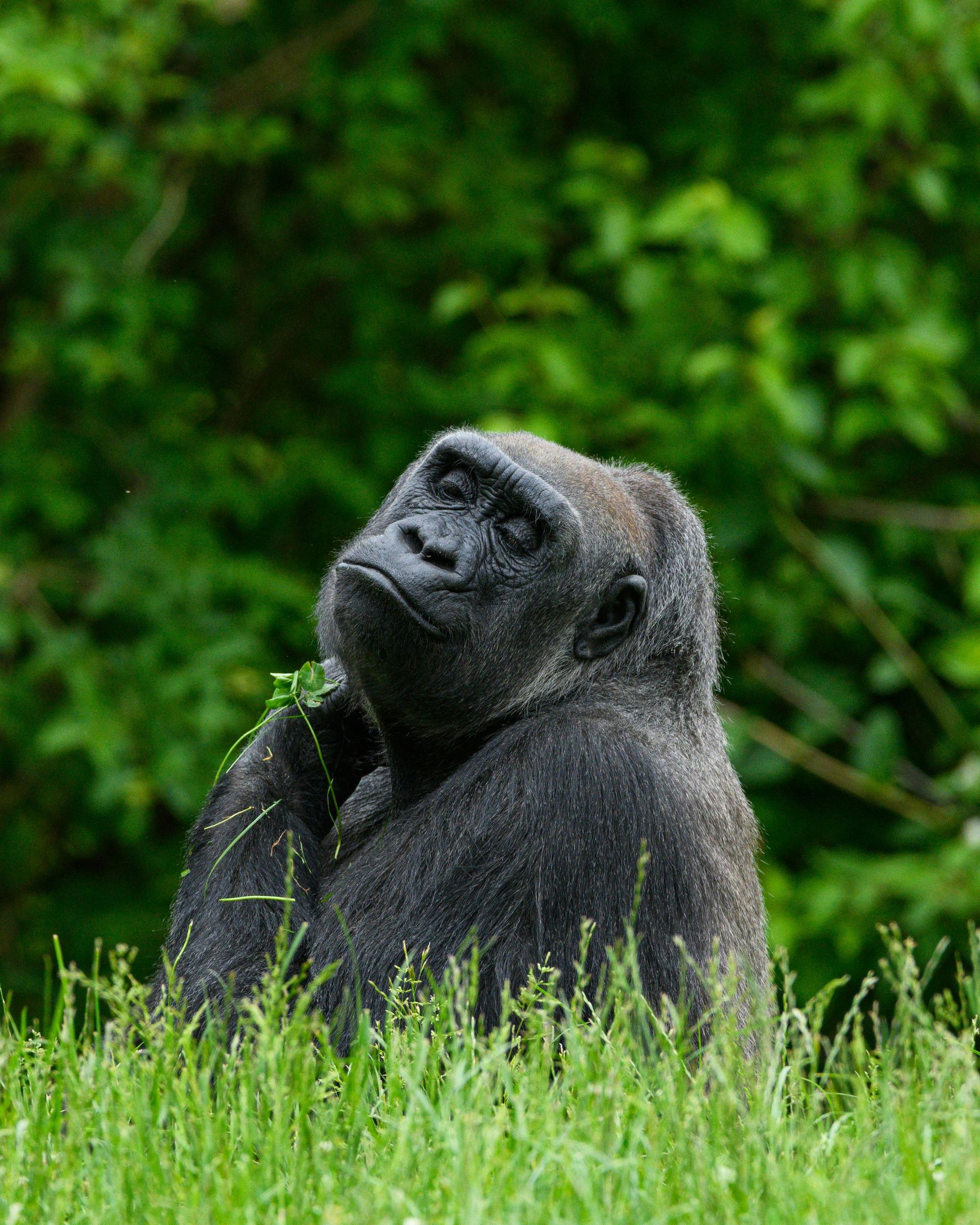 A gorilla sits in tall green grass, looking upward with a thoughtful expression; green foliage forms a backdrop.