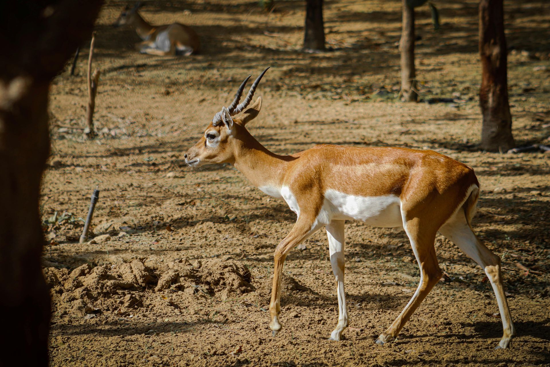 A gazelle with brown fur and white underbelly walks through a sandy, wooded area. Another gazelle rests in the background.