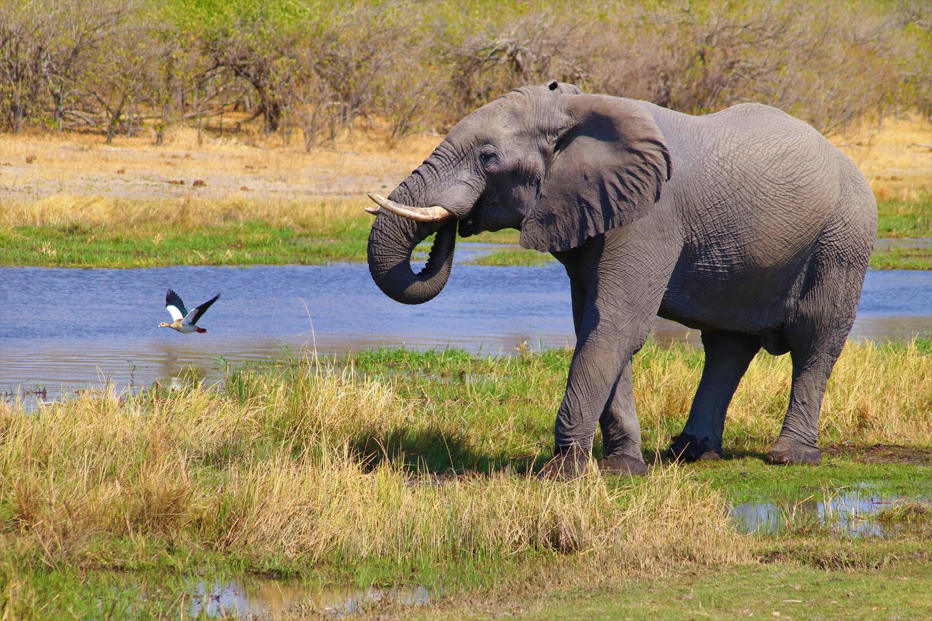 Elephant standing near a riverbank with vegetation and a bird flying past.