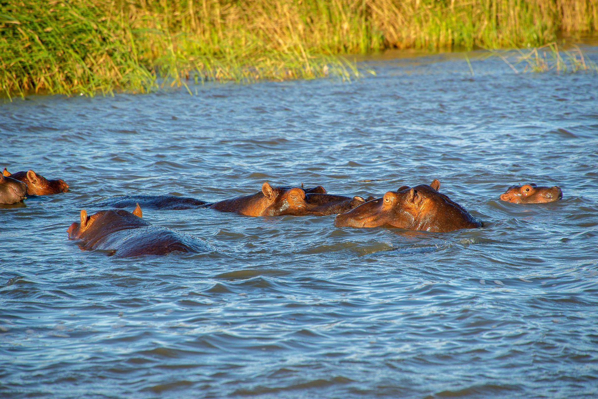 Hippos swimming in a body of water near green vegetation. The hippos are brown and partially submerged.