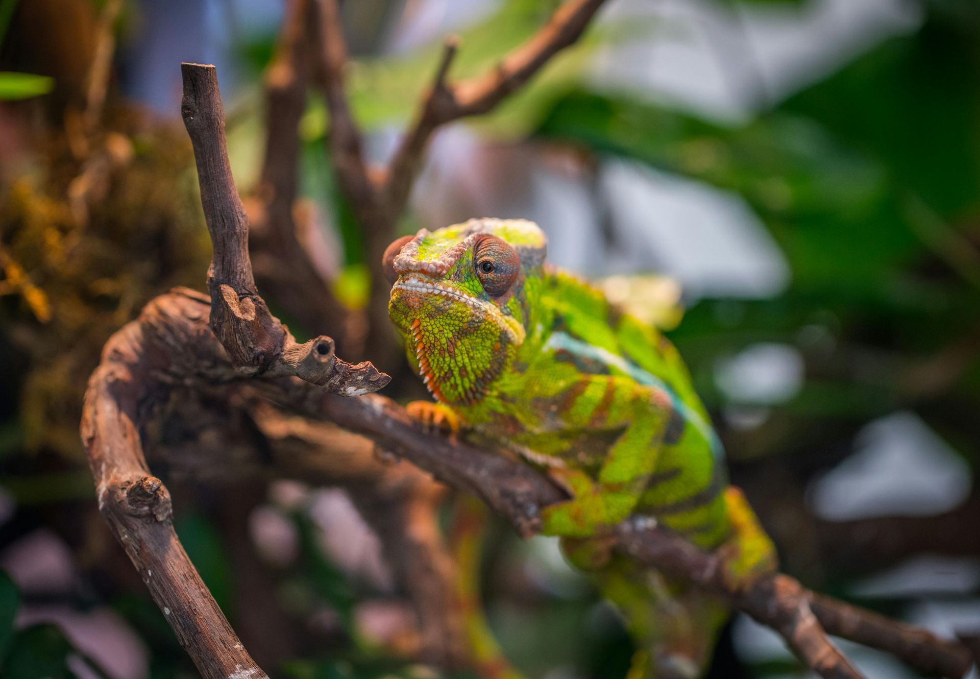Chameleon perched on a brown branch, mostly green with yellow and black stripes, with a detailed, focused face.