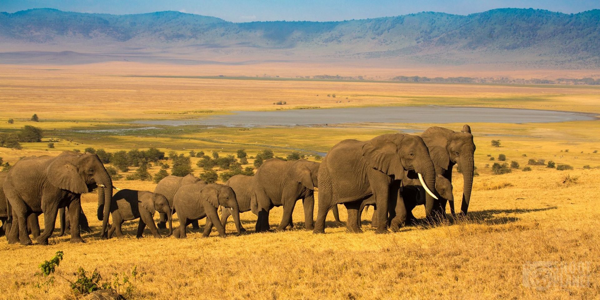 Elephant in Ngorongoro Crater