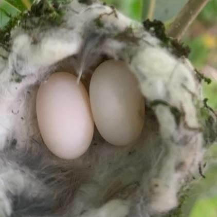 A close up of two eggs in a bird nest.