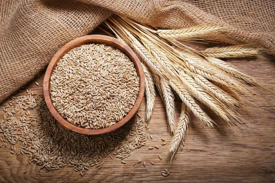 barley - feed grade, malting grade