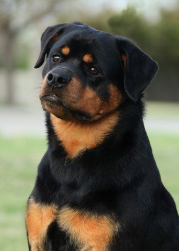 rottweiler en new york