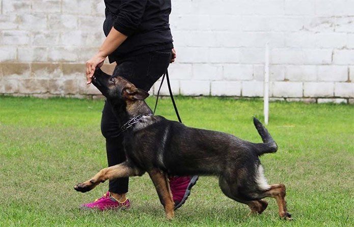 Adiestramiento canino basico
