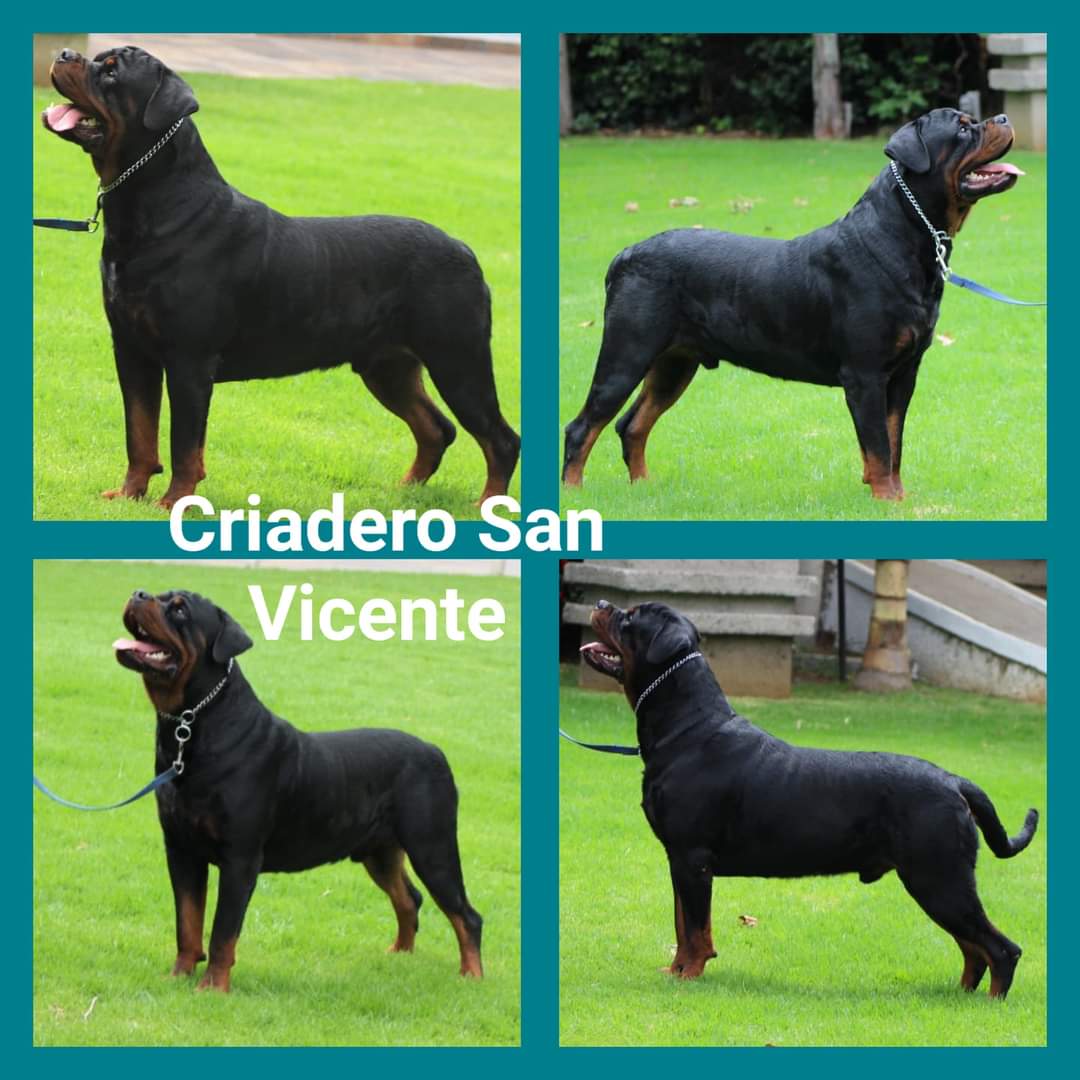 cachorros rottweiler en mexico