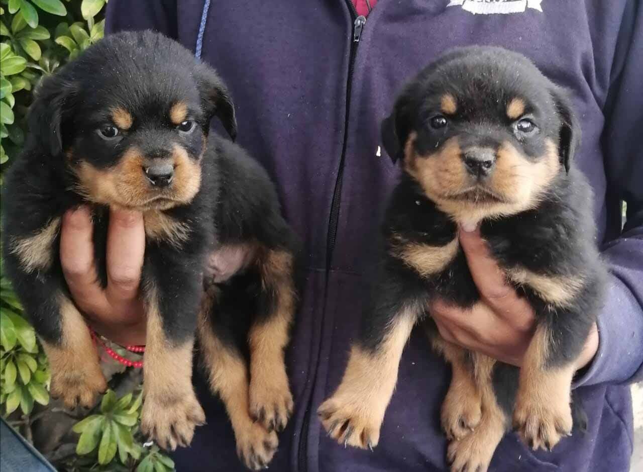 cachorros rottweiler en venta