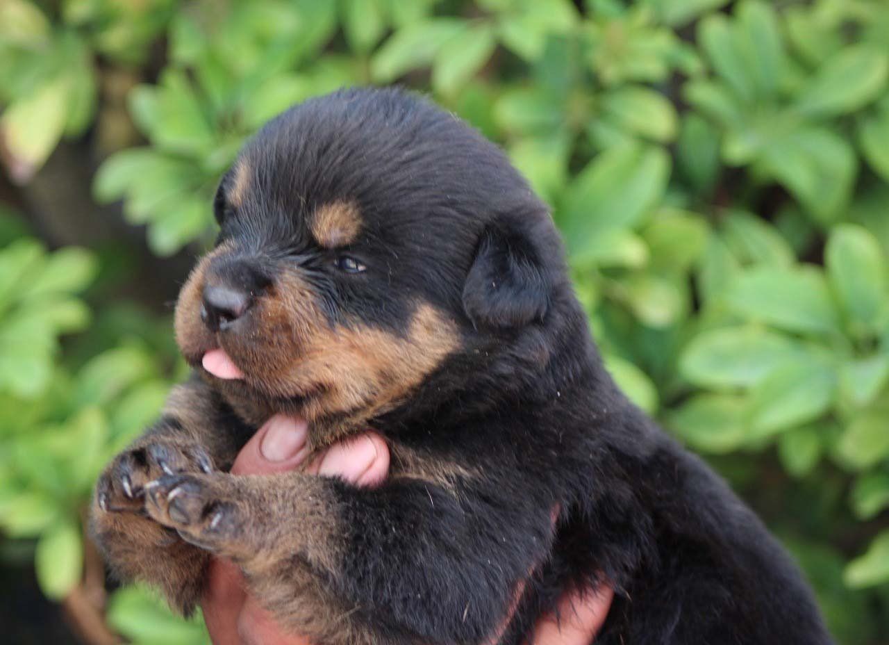 cachorros rottweiler en venta