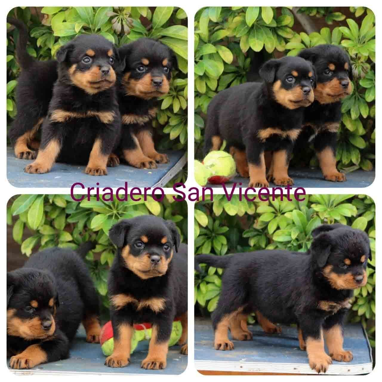 cachorros rottweiler en venta
