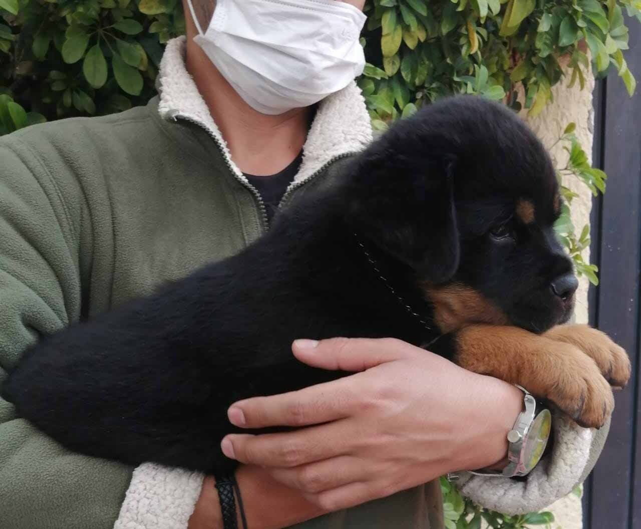 cachorros rottweiler en venta