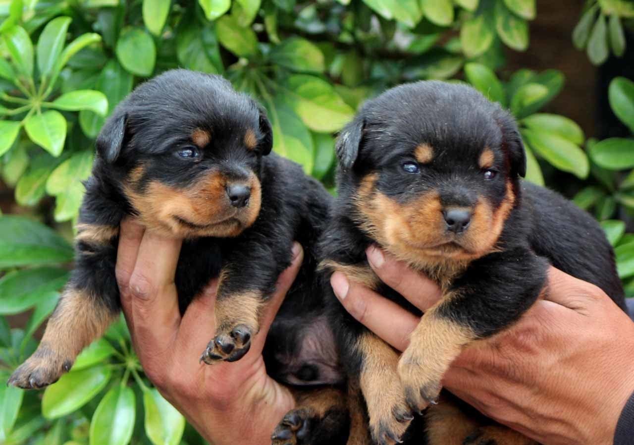 rottweiler en mexico