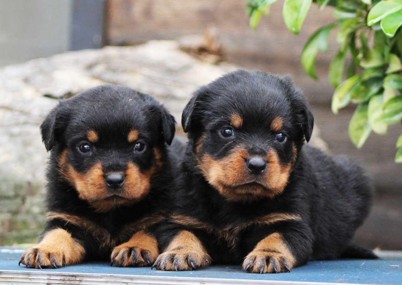 cachorros rottweiler en venta