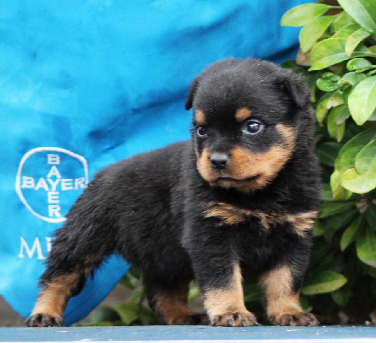 rottweiler en mexico