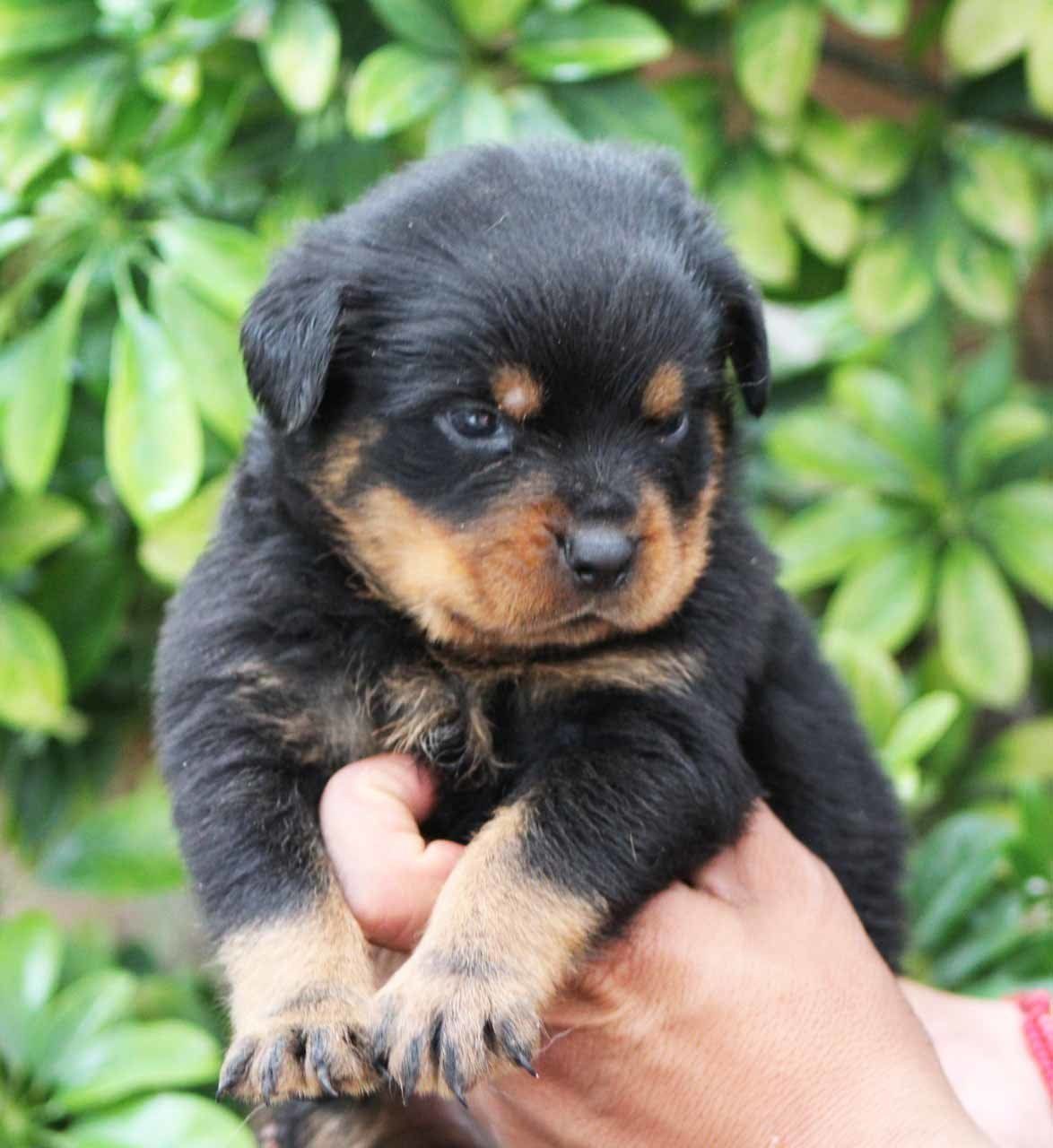 rottweiler en mexico