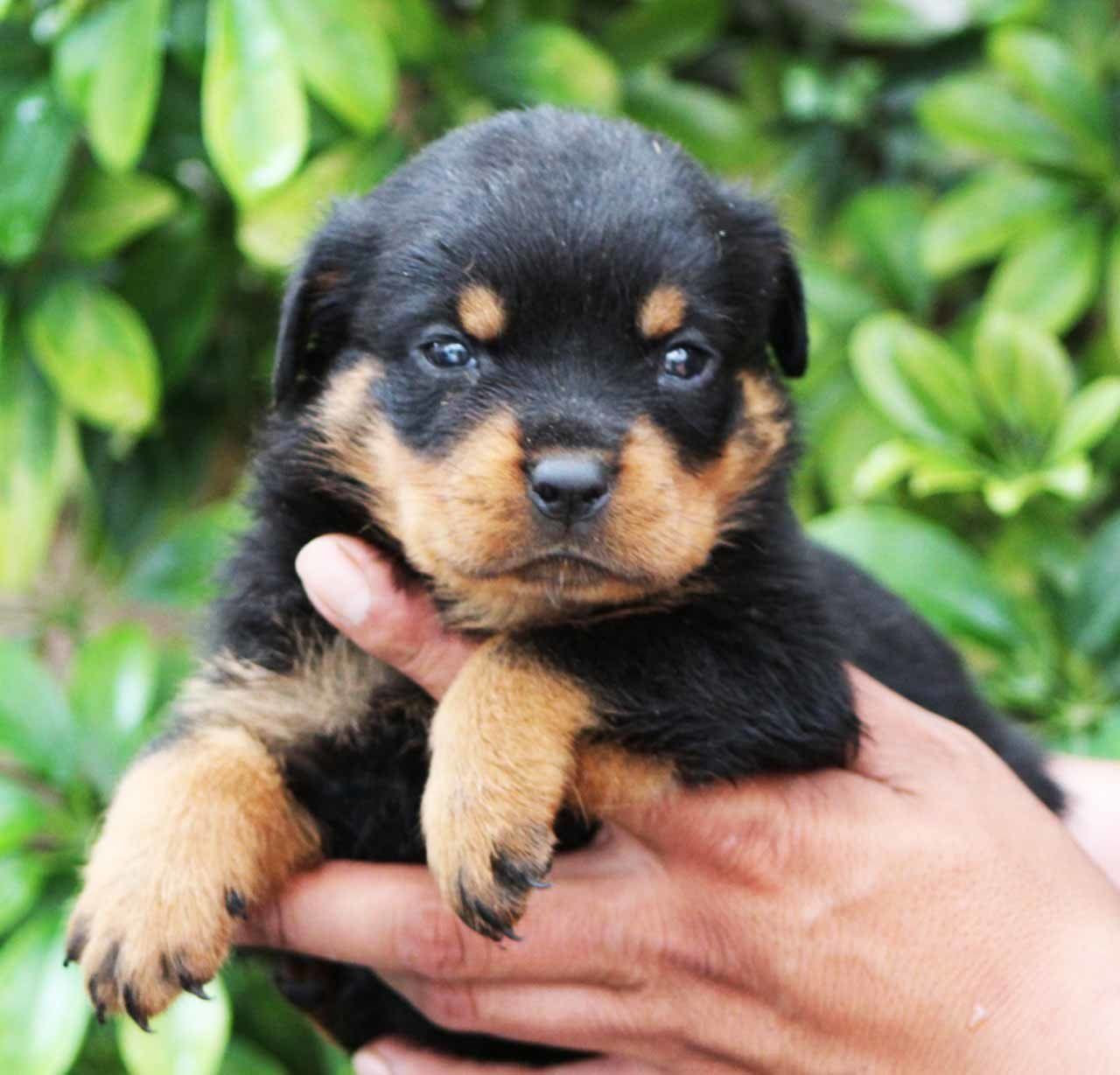 rottweiler en mexico