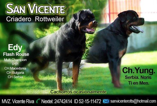 criadero de rottweiler