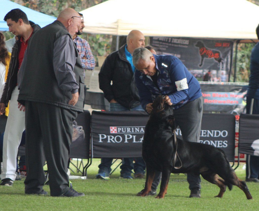 criadero de rottweiler