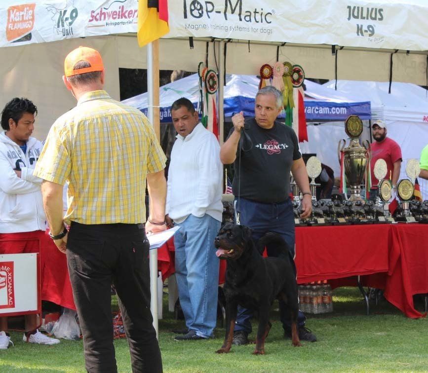 criadero de rottweiler