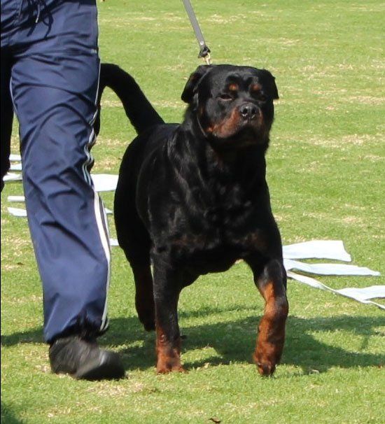 criadero de rottweiler