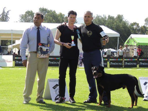 criadero de rottweiler