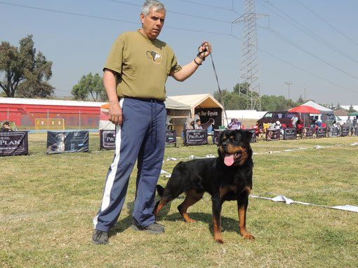 criadero de rottweiler