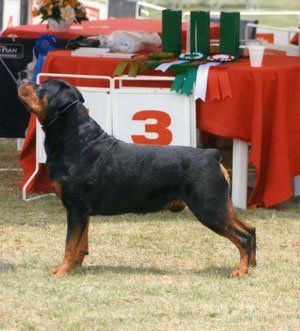criadero de rottweiler