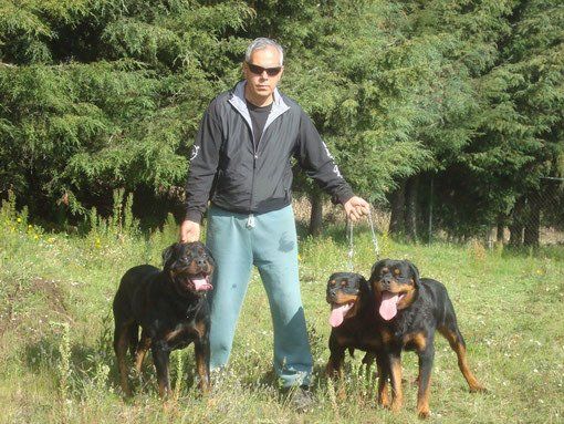 criadero de rottweiler