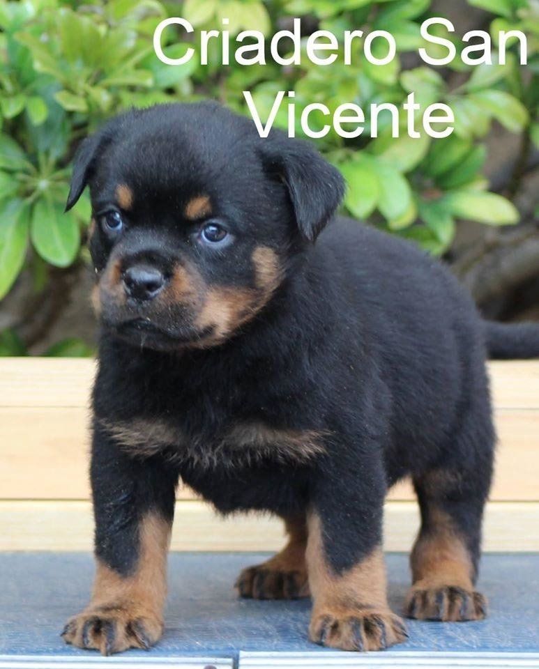 rottweiler en mexico