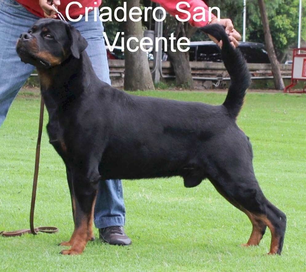 rottweiler en mexico