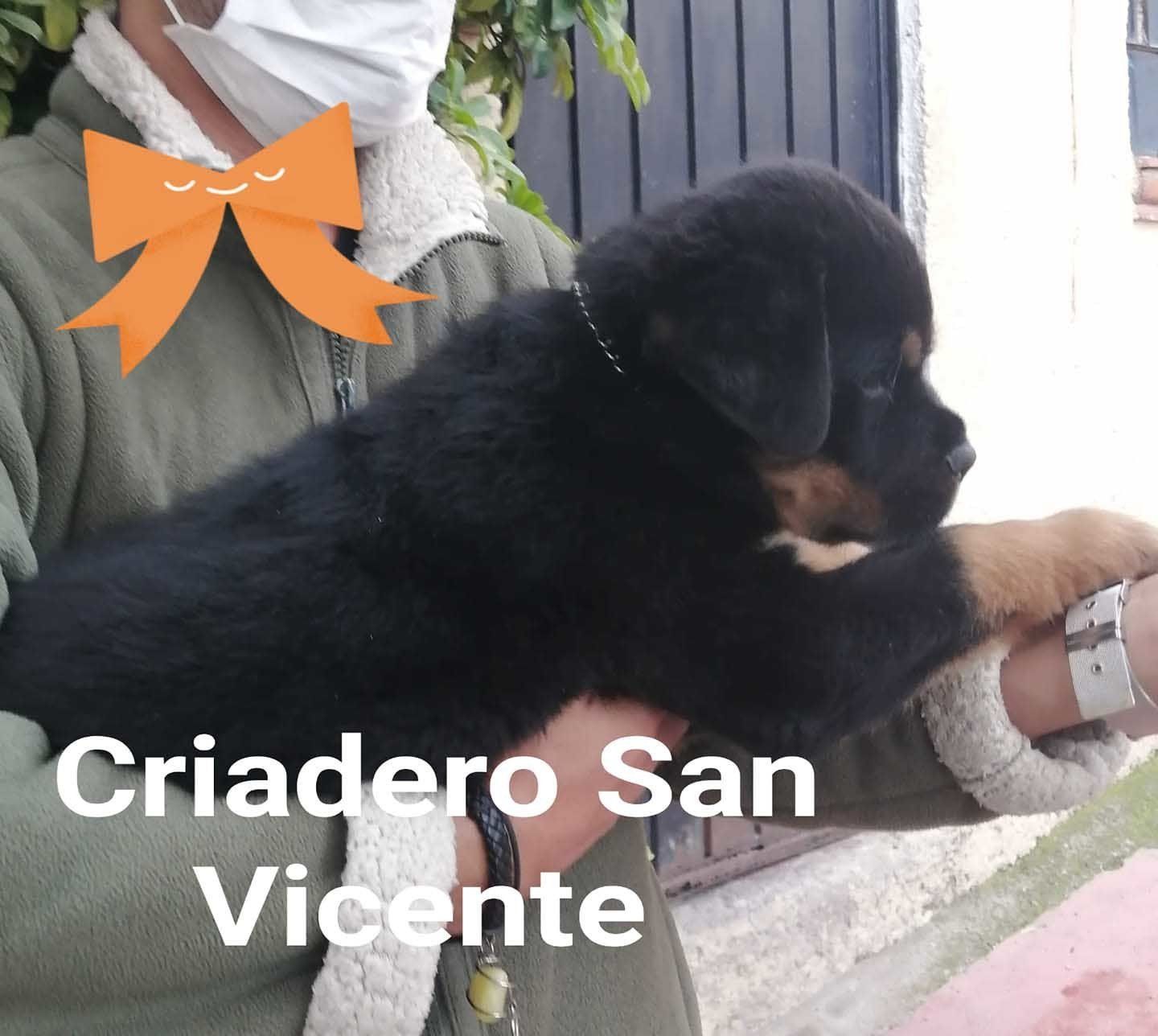 rottweiler en mexico