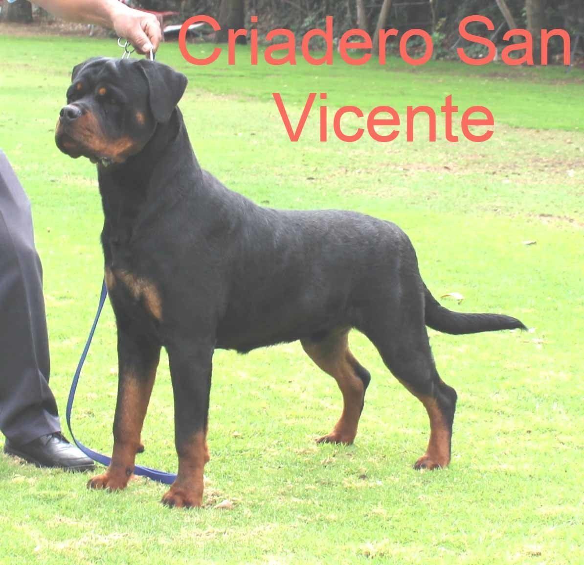 rottweiler en mexico