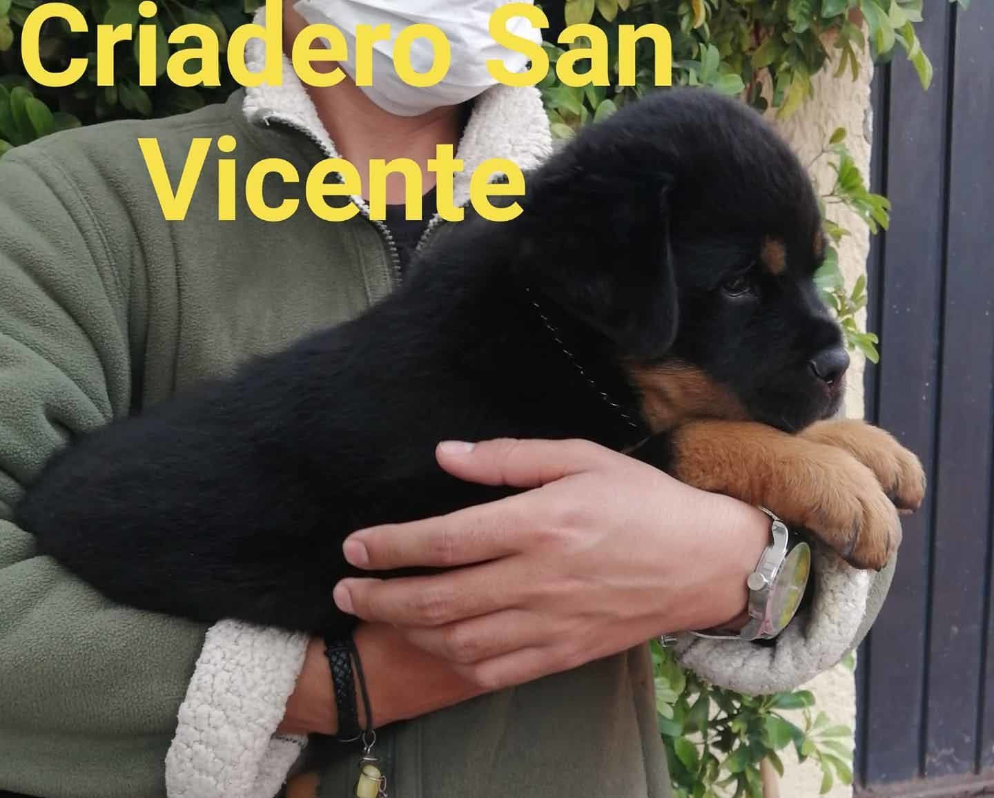 rottweiler en mexico