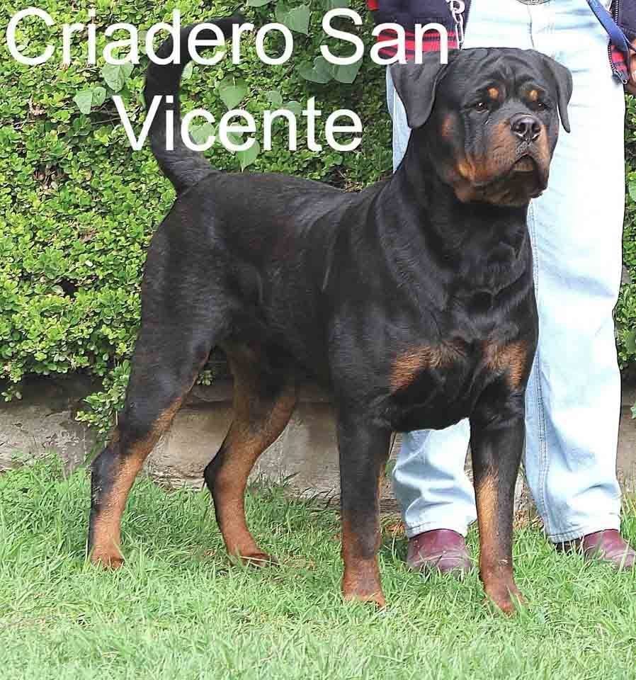 rottweiler en mexico